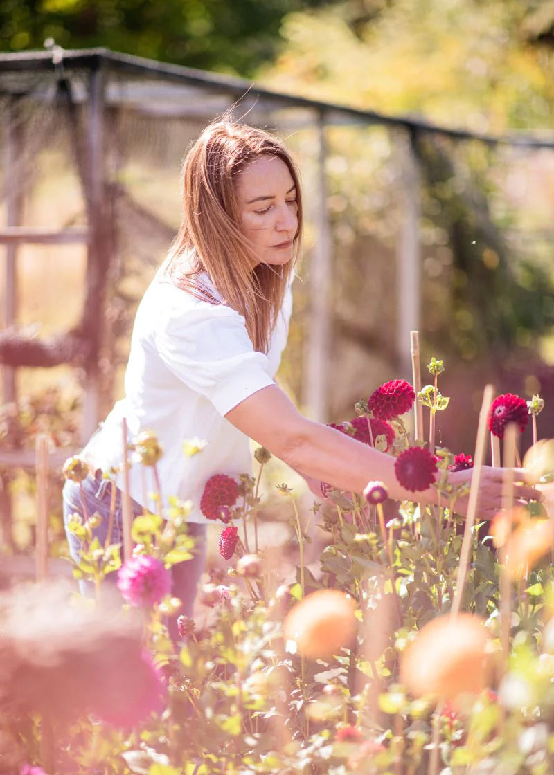 The Social Dahlia (Kapiti) Wellington Flower Collective